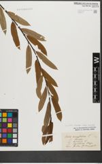 Foto von Salix triandra subsp. triandra L.